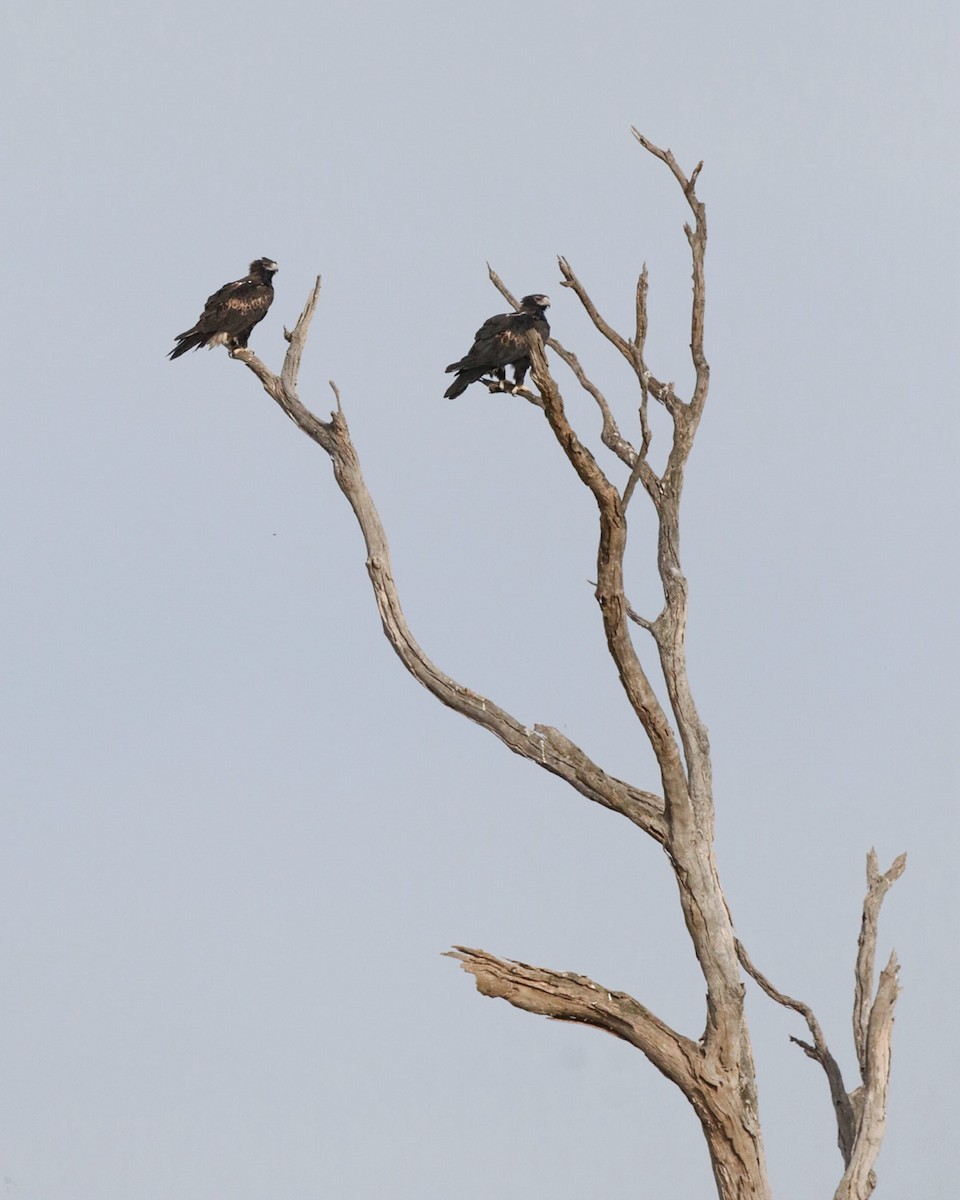 Wedge-tailed Eagle - ML615454983