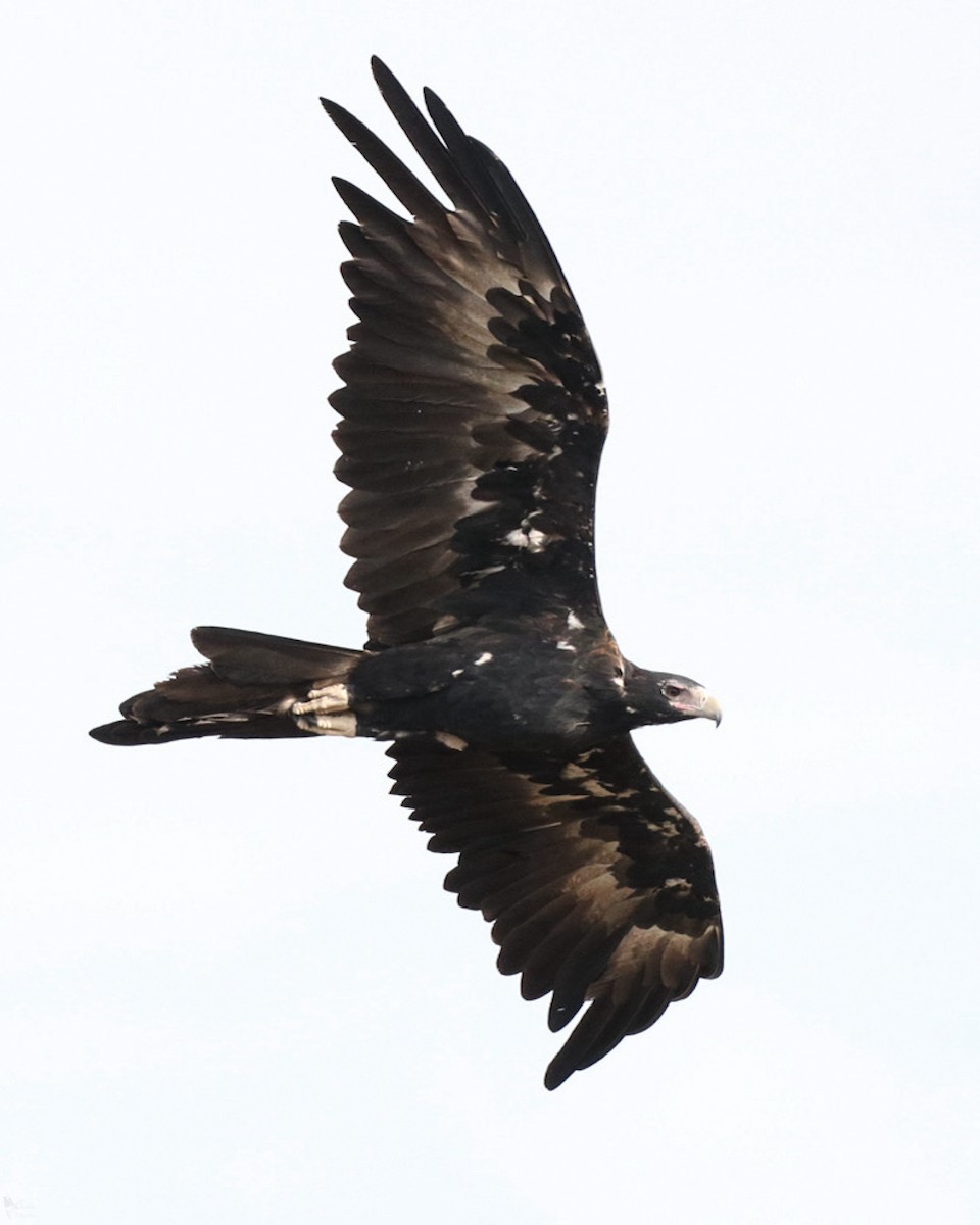 Wedge-tailed Eagle - India I’Anson