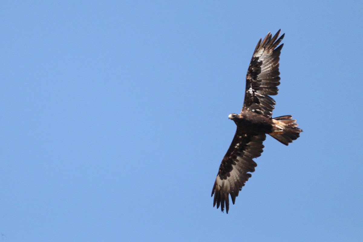 Wedge-tailed Eagle - India I’Anson