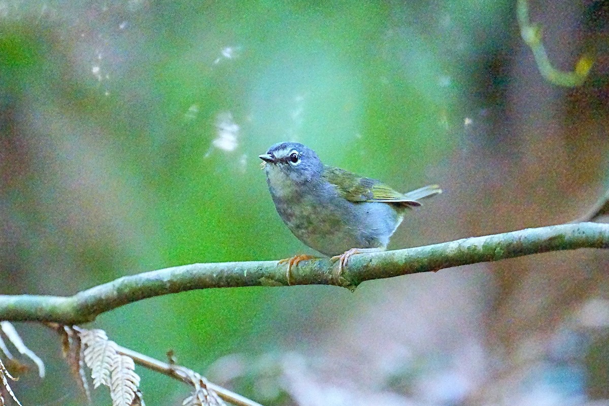 White-browed Warbler - Mark Teng-Hung LIN