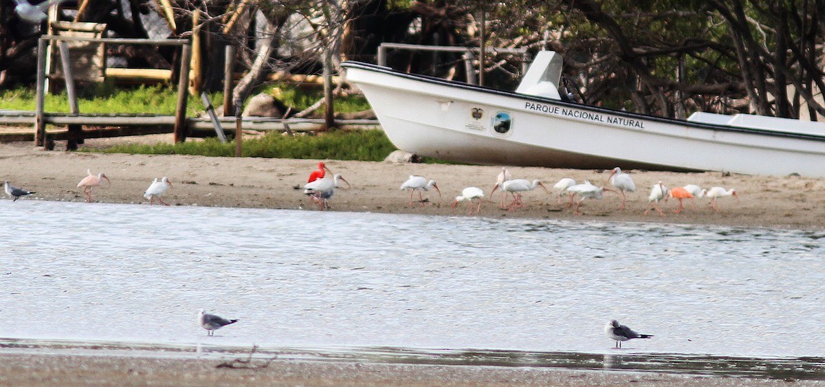 White x Scarlet Ibis (hybrid) - ML61545501