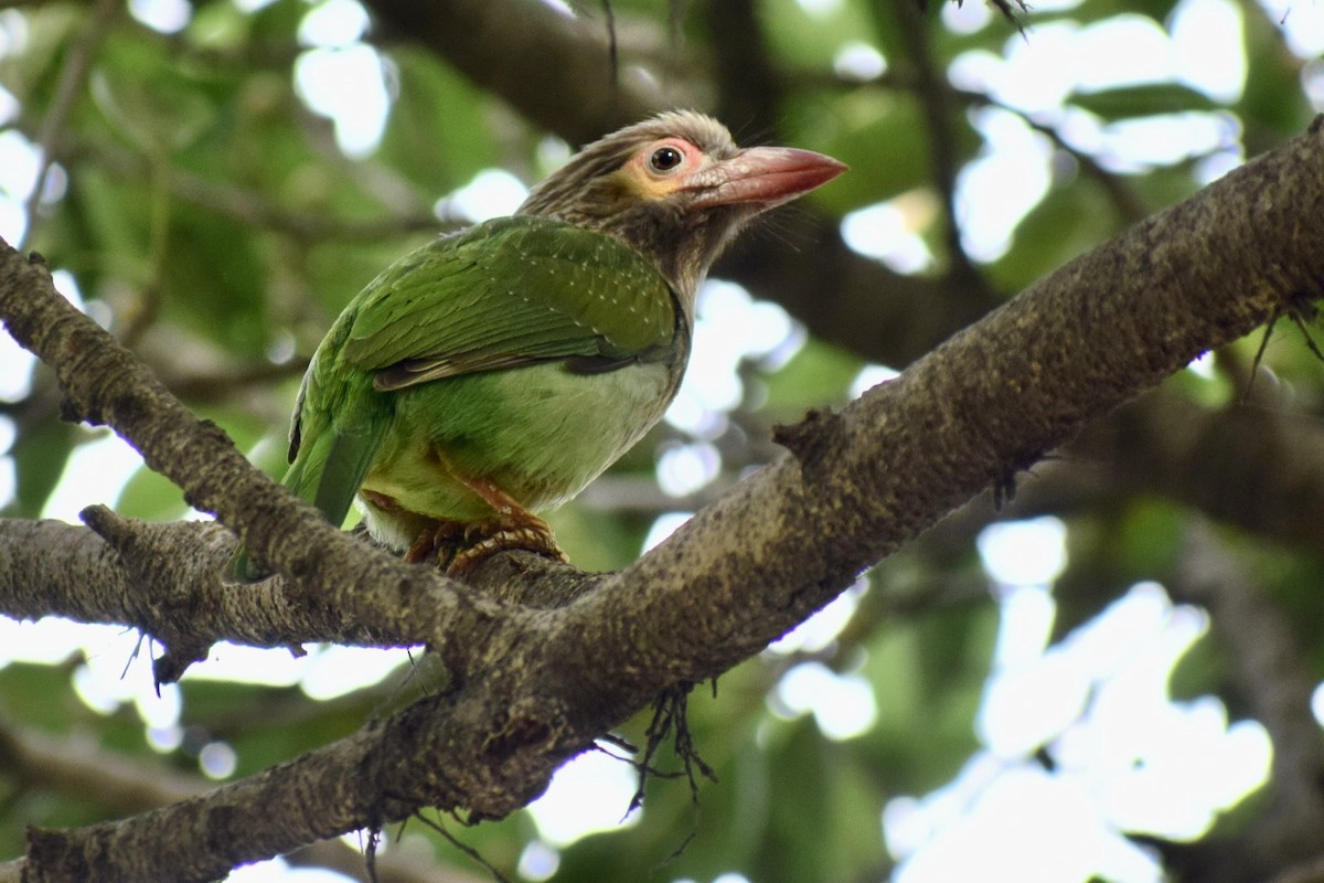 Brown-headed Barbet - ML615455042