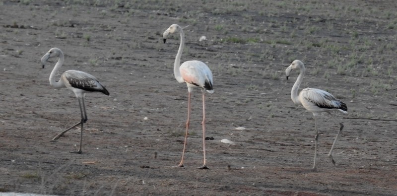 Flamant rose - ML615455043