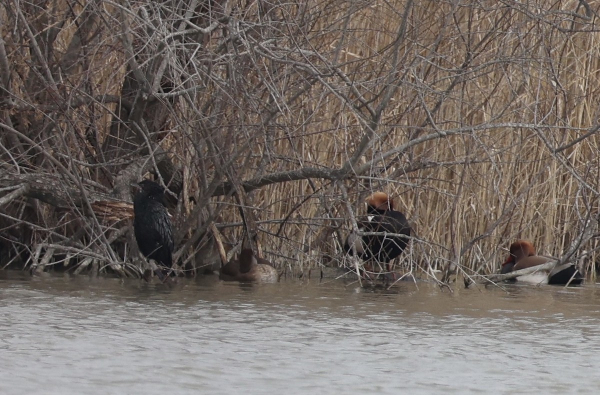 Pygmy Cormorant - ML615455057