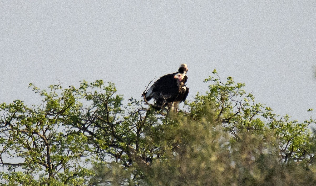 White-headed Vulture - ML615455182