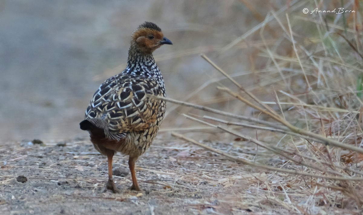 Painted Francolin - anand bora