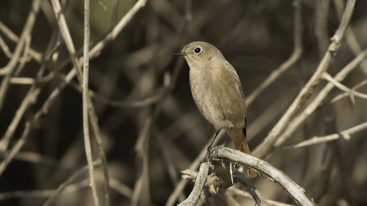 Common Redstart - ML615455365