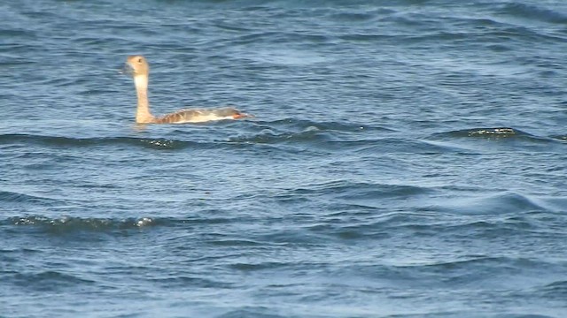 Lesser Whistling-Duck - ML615455389