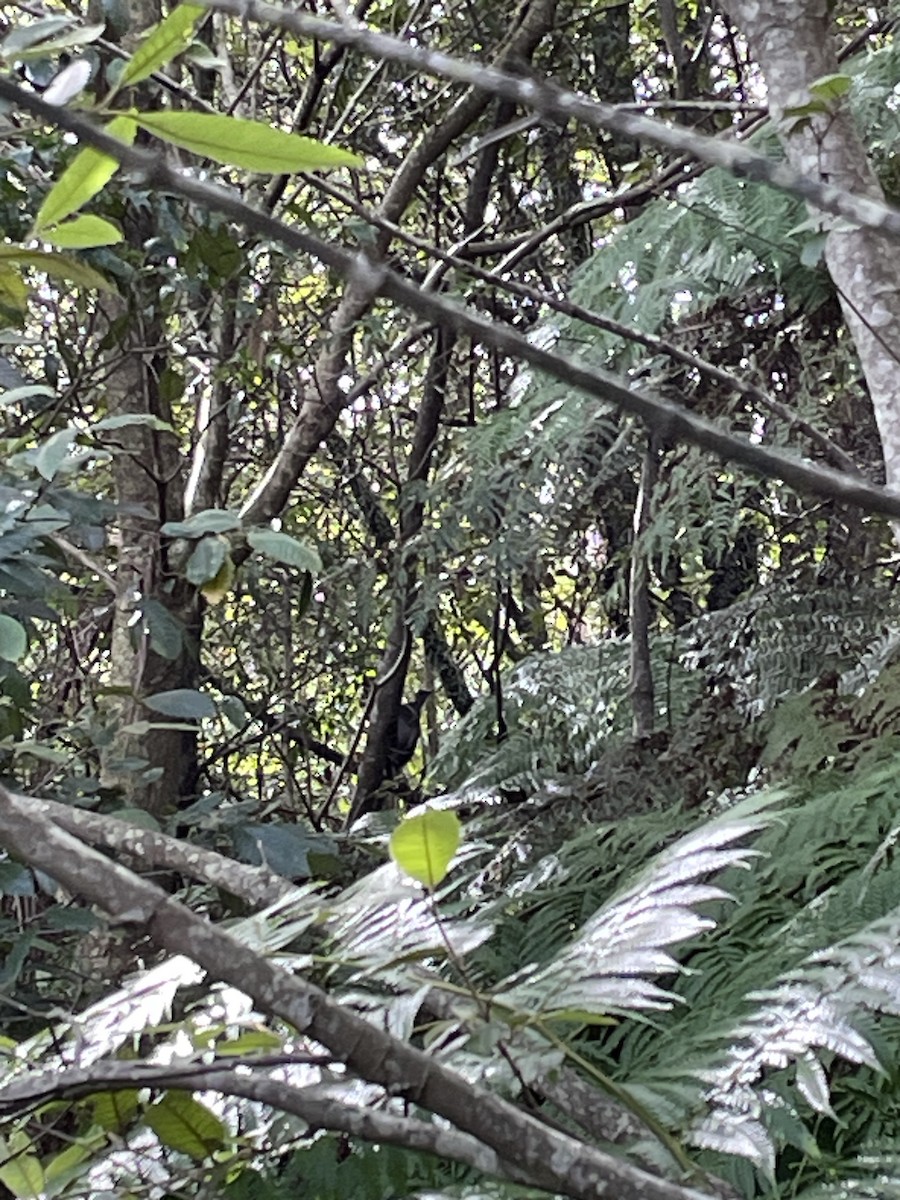 Superb Lyrebird - Bo-Yi Lyu