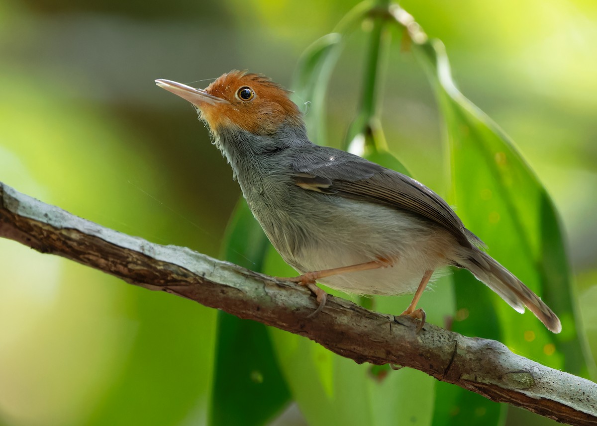 Ashy Tailorbird - Ayuwat Jearwattanakanok