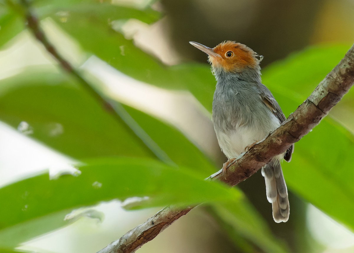 Ashy Tailorbird - Ayuwat Jearwattanakanok