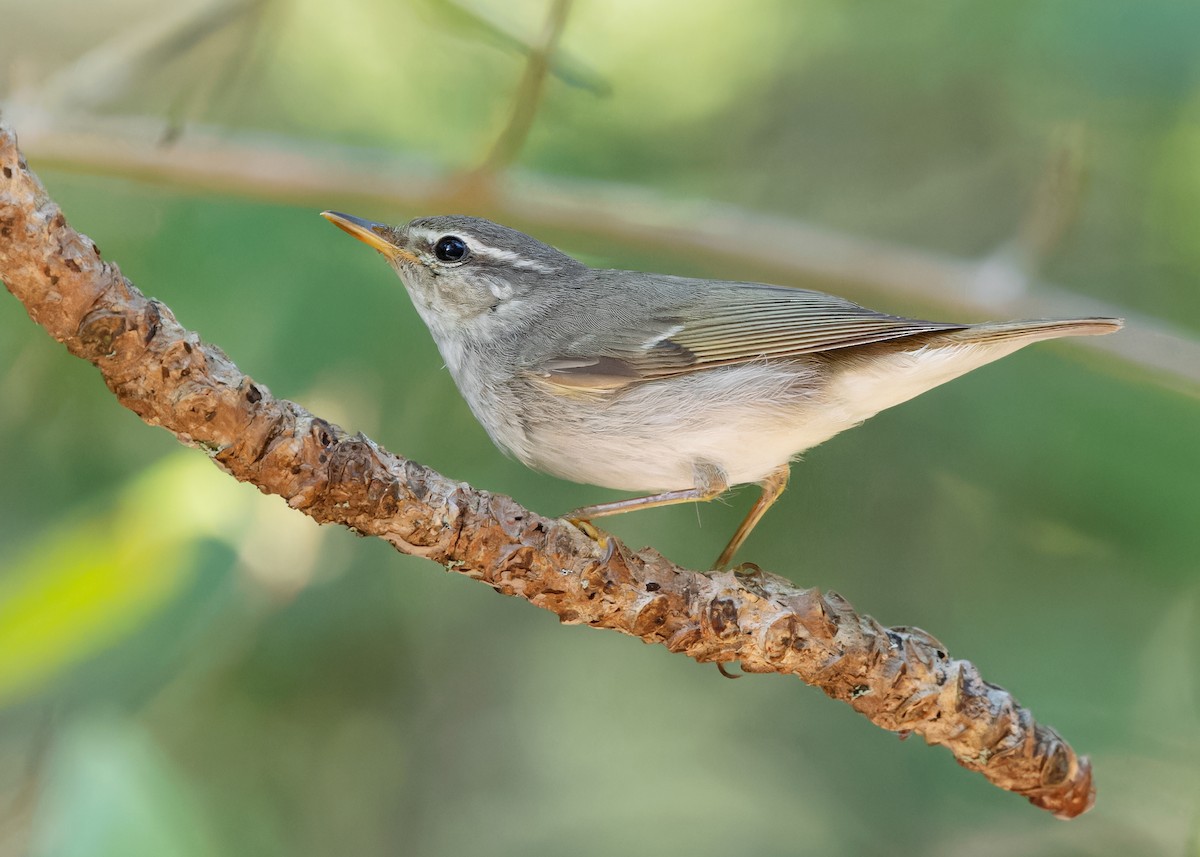 Mosquitero Boreal - ML615455438