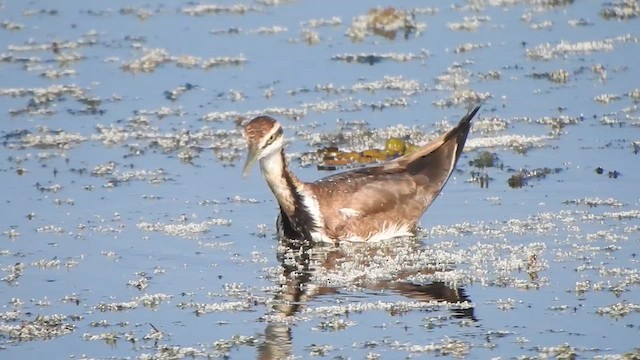 Jacana Colilarga - ML615455452