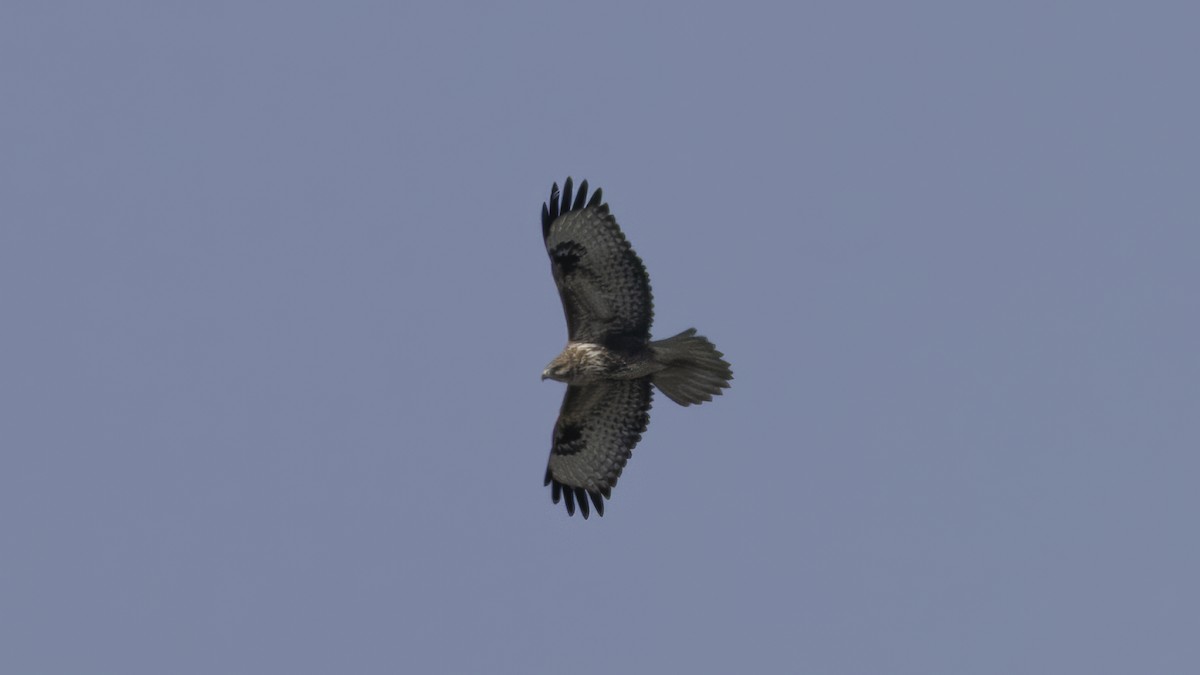 Long-legged Buzzard (Northern) - ML615455454