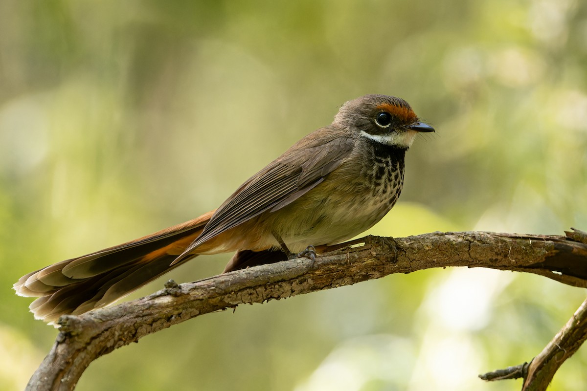 Australian Rufous Fantail - John  Van Doorn