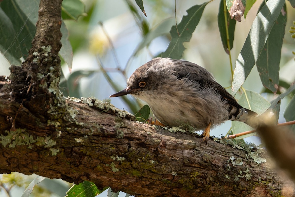 Varied Sittella - ML615455489