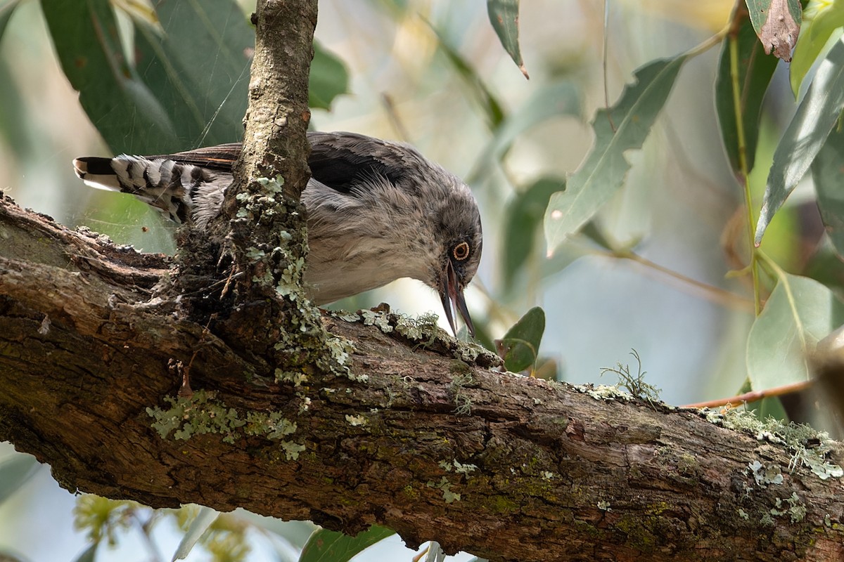 Varied Sittella - John  Van Doorn