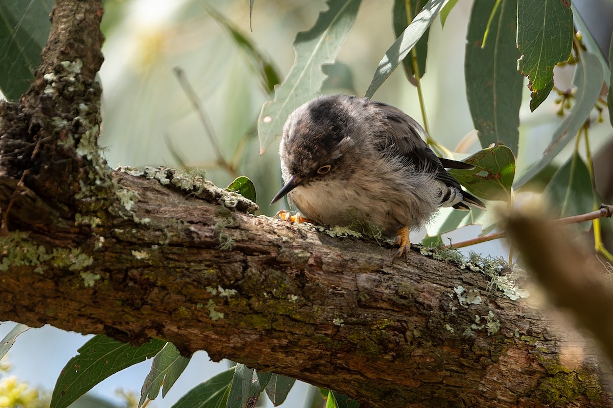 Varied Sittella - John  Van Doorn