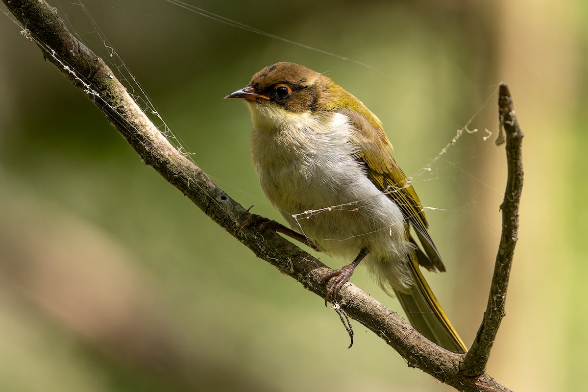 White-naped Honeyeater - John  Van Doorn