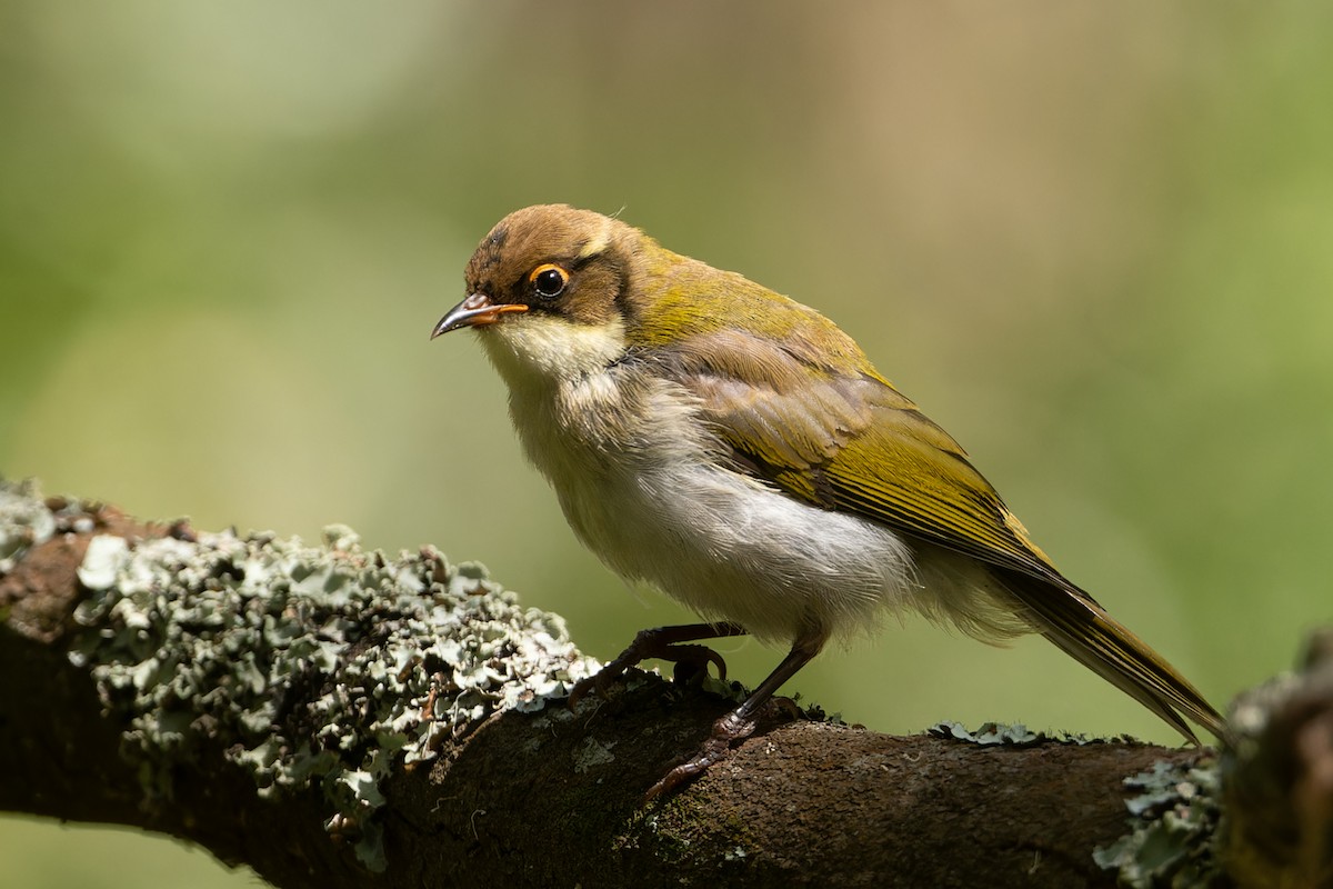 White-naped Honeyeater - ML615455493