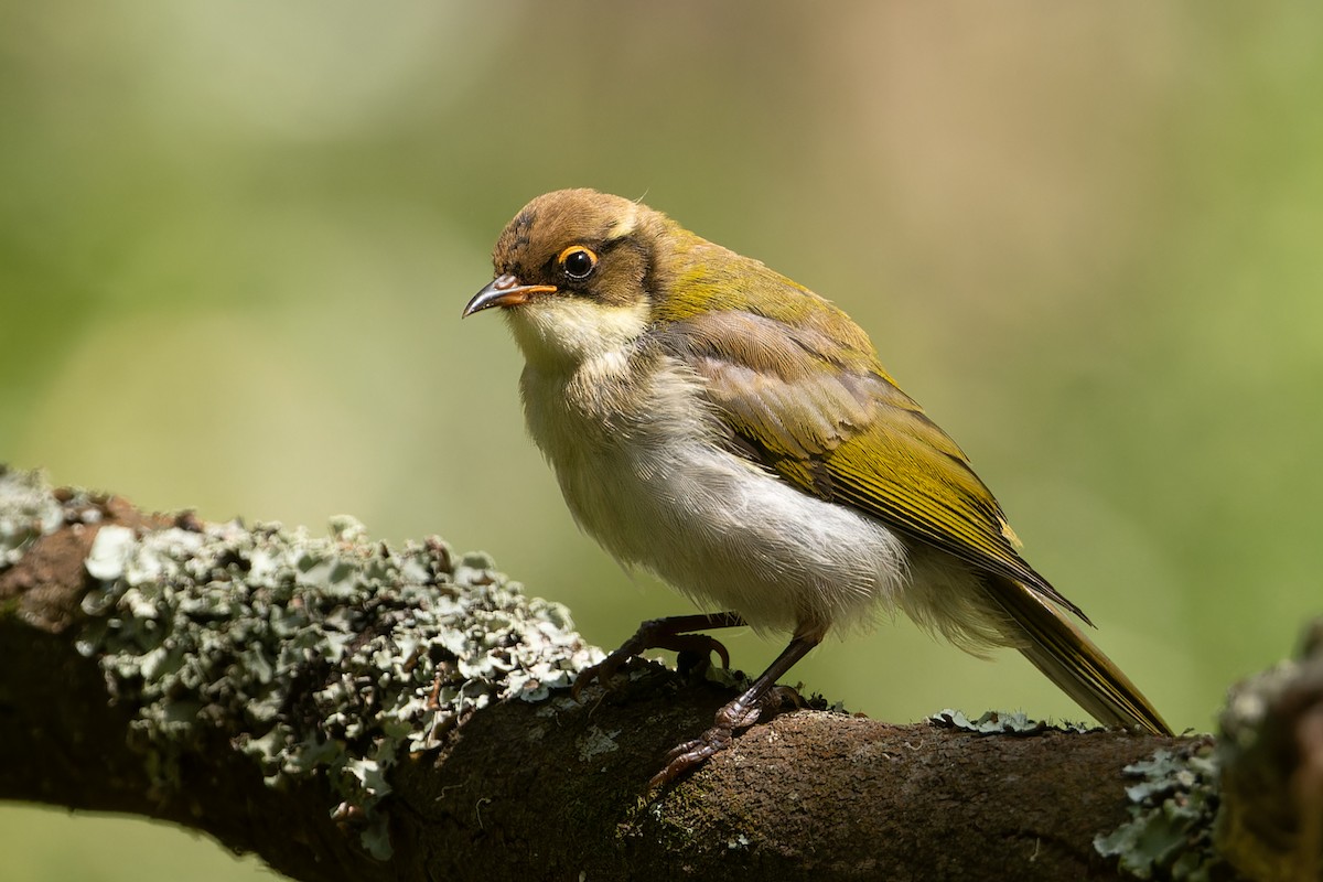 White-naped Honeyeater - ML615455494