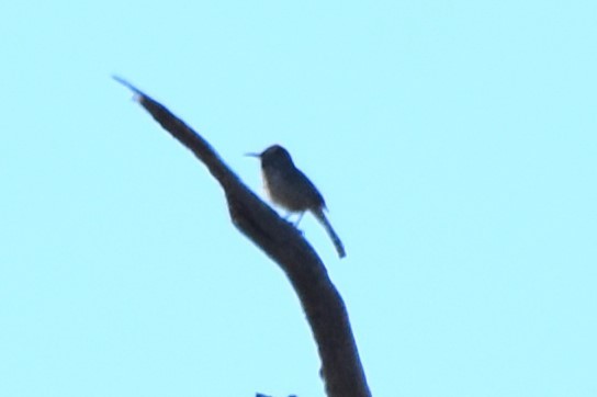 Cactus Wren - ML615455575