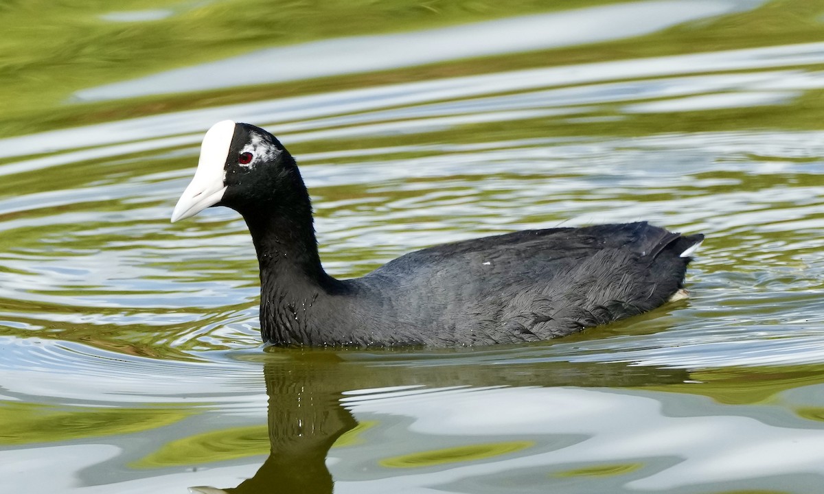 Hawaiian Coot - ML615455720