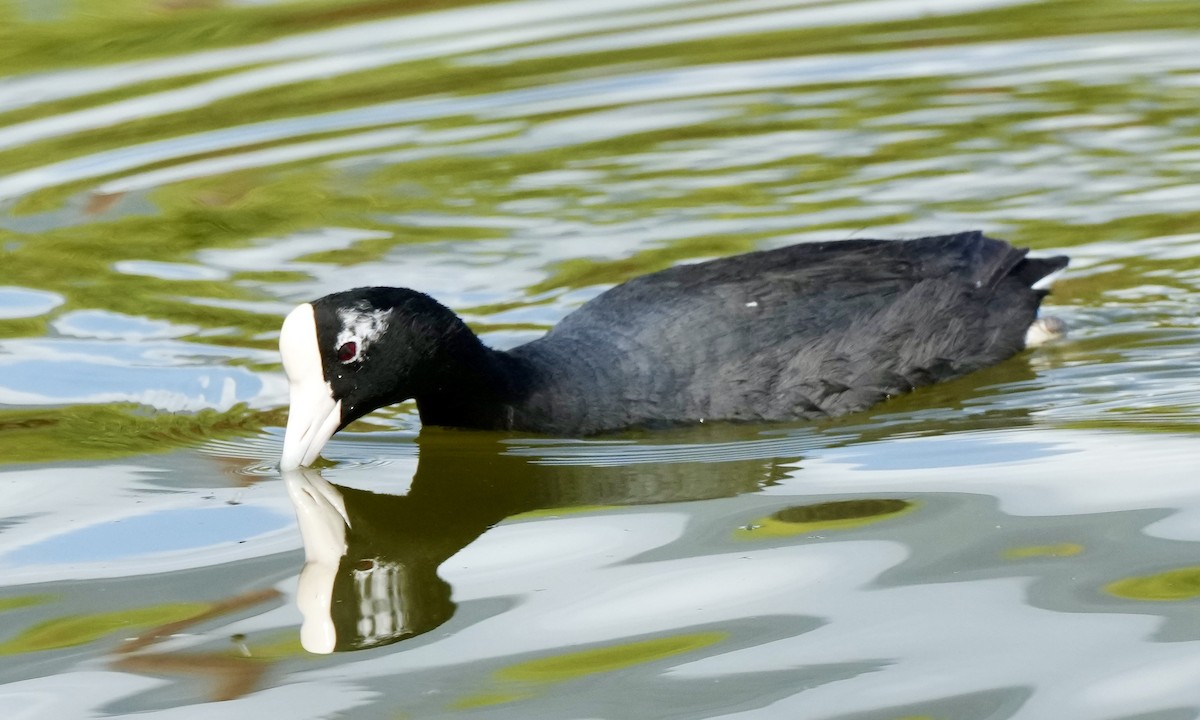 Hawaiian Coot - ML615455722