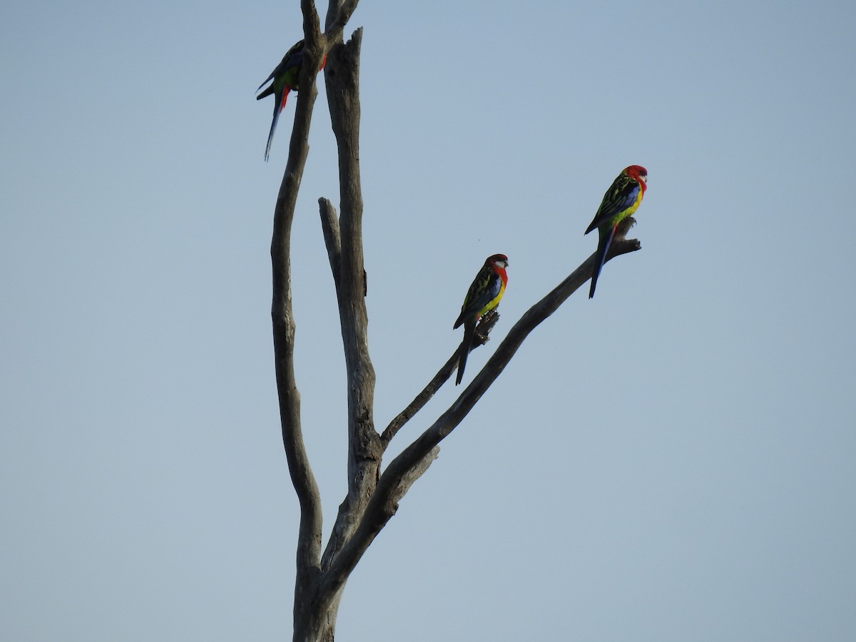 Eastern Rosella - ML615455816