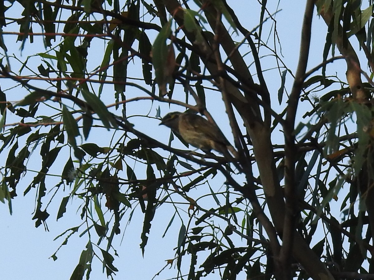 Yellow-faced Honeyeater - ML615455830