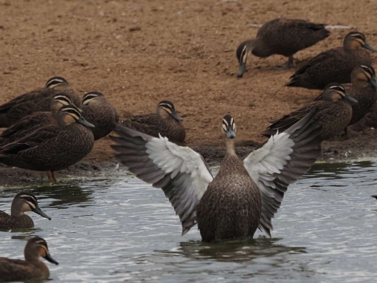 Pacific Black Duck - ML615455831