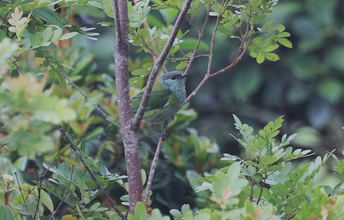 Black-capped Tanager - ML615455837