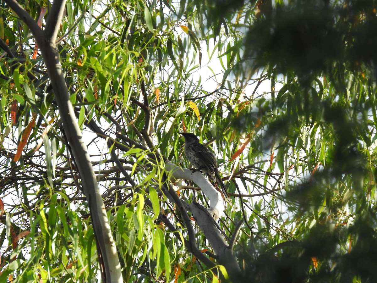 Little Wattlebird - ML615455840