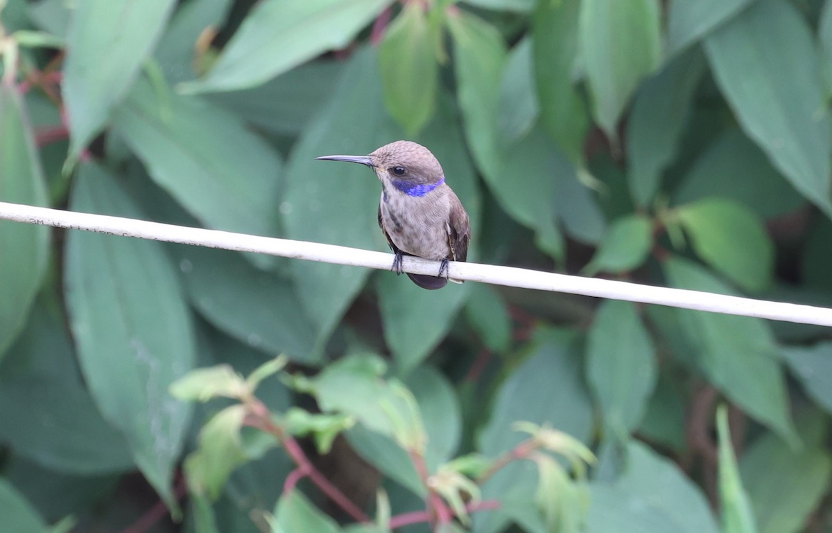 Colibrí Pardo - ML615455852