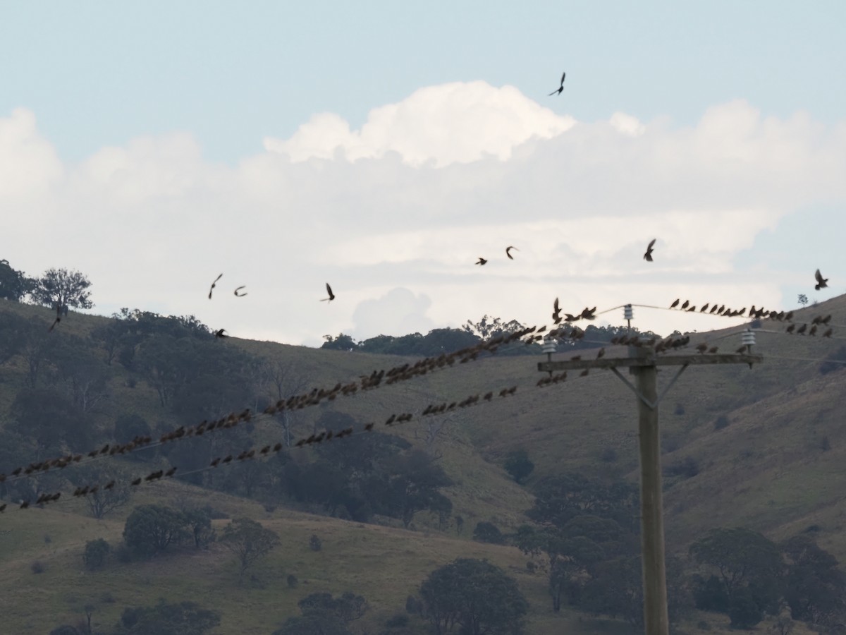 European Starling - ML615455883