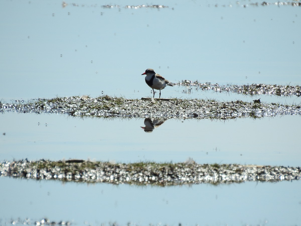 Black-fronted Dotterel - sharon dodd