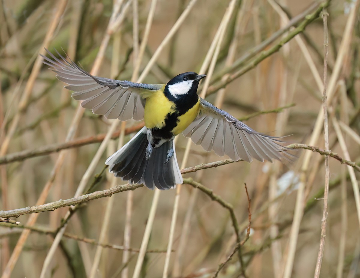 Great Tit - Albert Noorlander