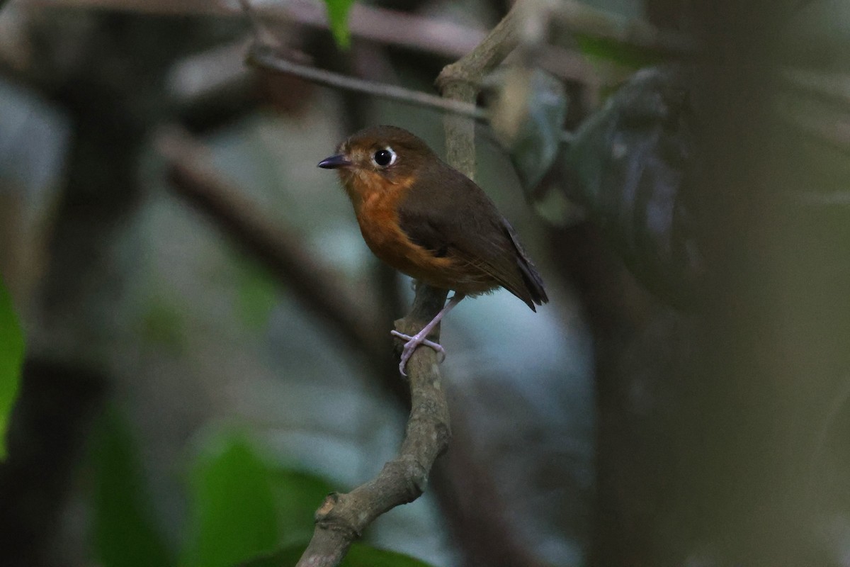 Rusty-breasted Antpitta - ML615455996