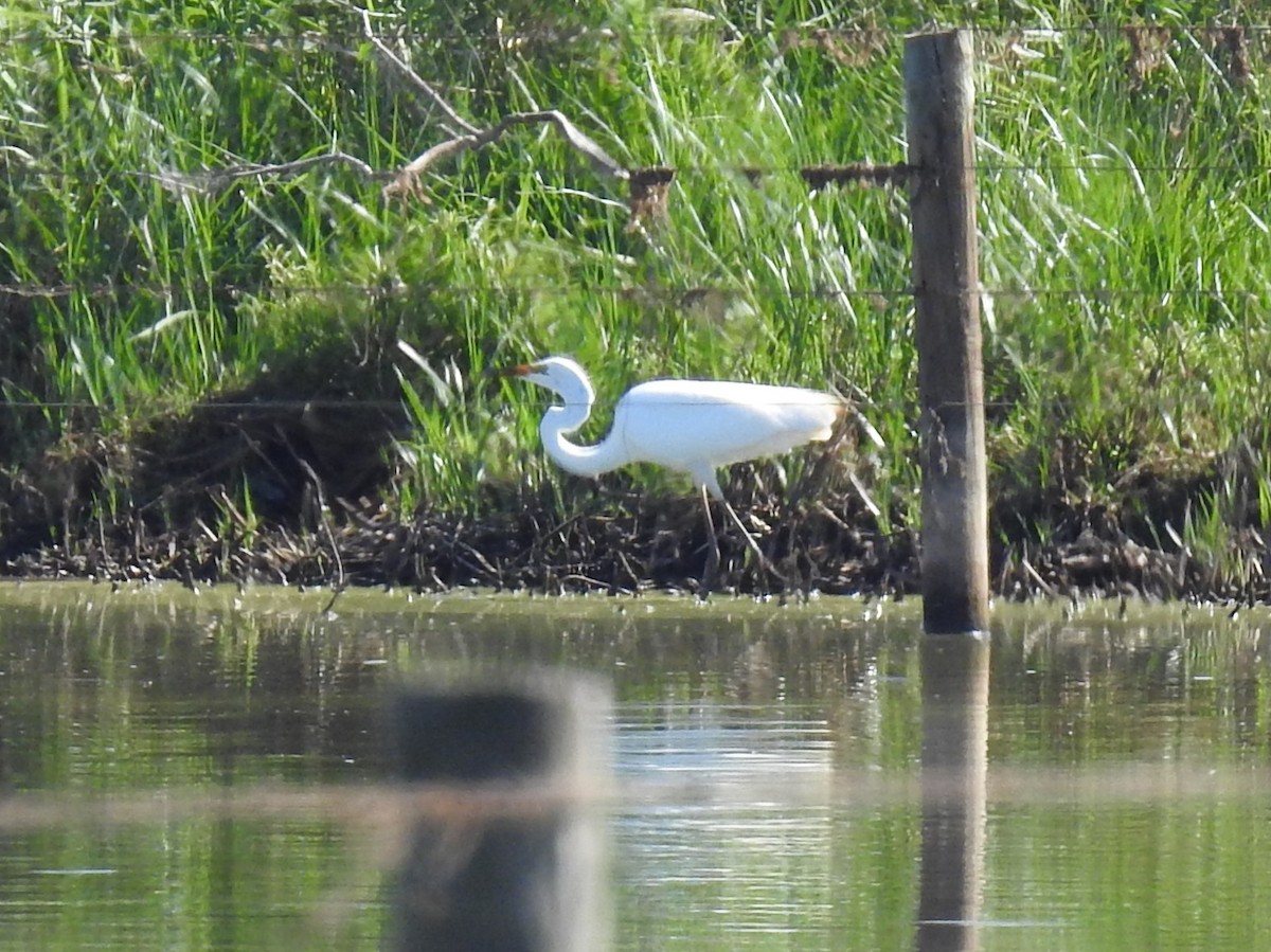 Great Egret - sharon dodd