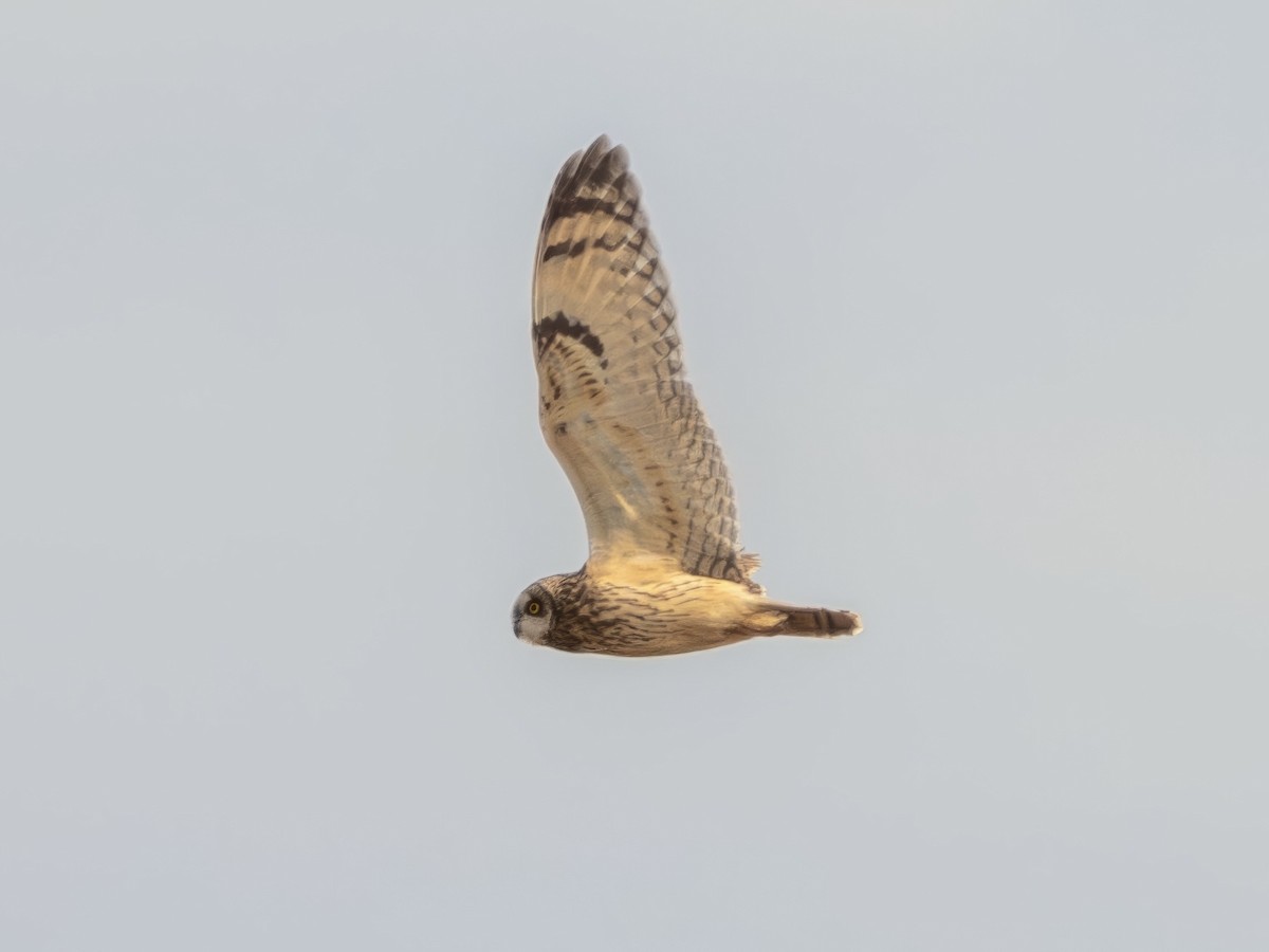 Short-eared Owl - 白 杨