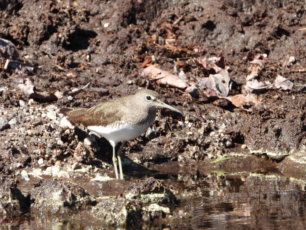 Green Sandpiper - ML615456204