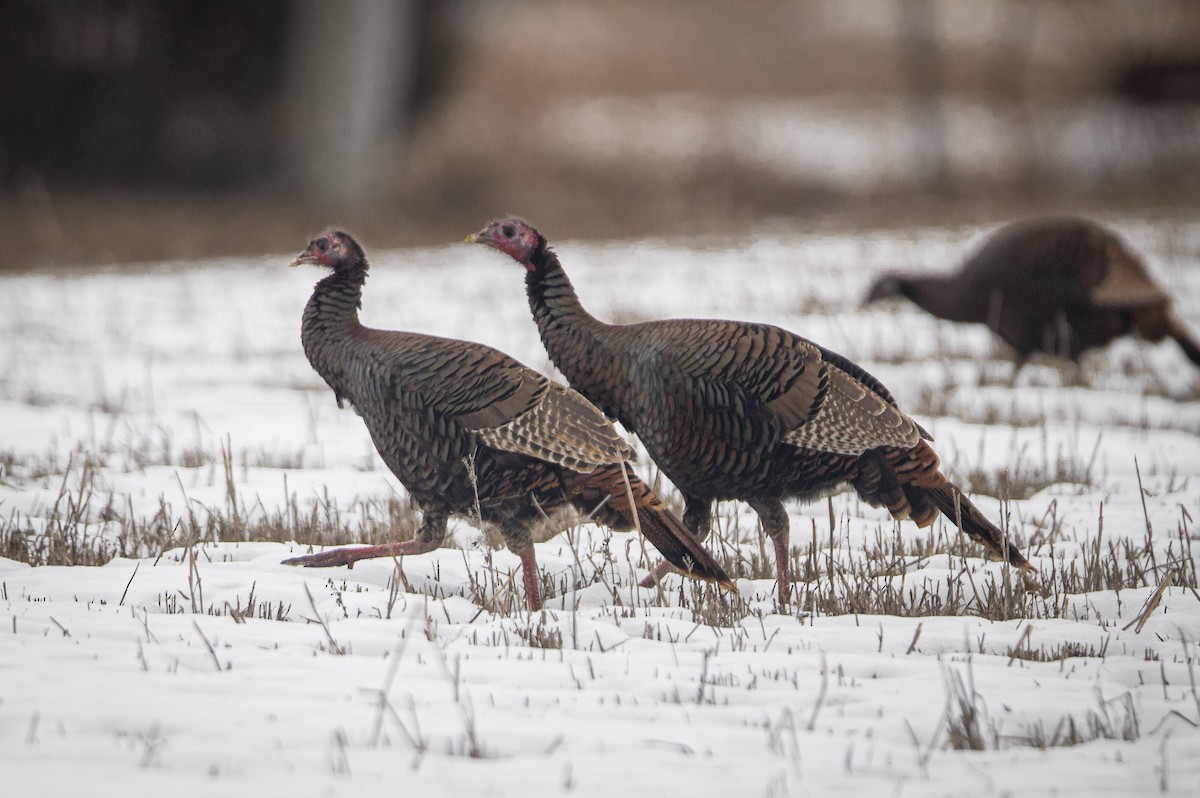 Wild Turkey - ML615456284