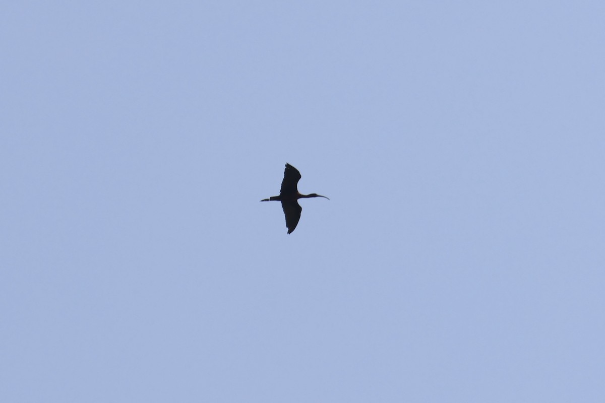 ibis hnědý - ML615456347
