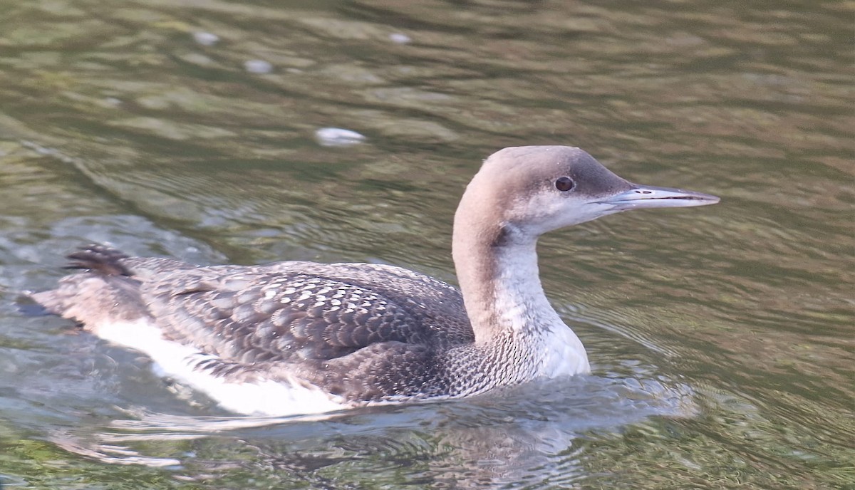 Arctic Loon - ML615456349