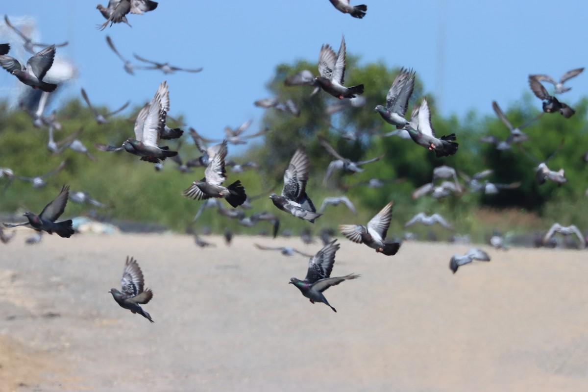 Rock Pigeon (Feral Pigeon) - Dennis Devers