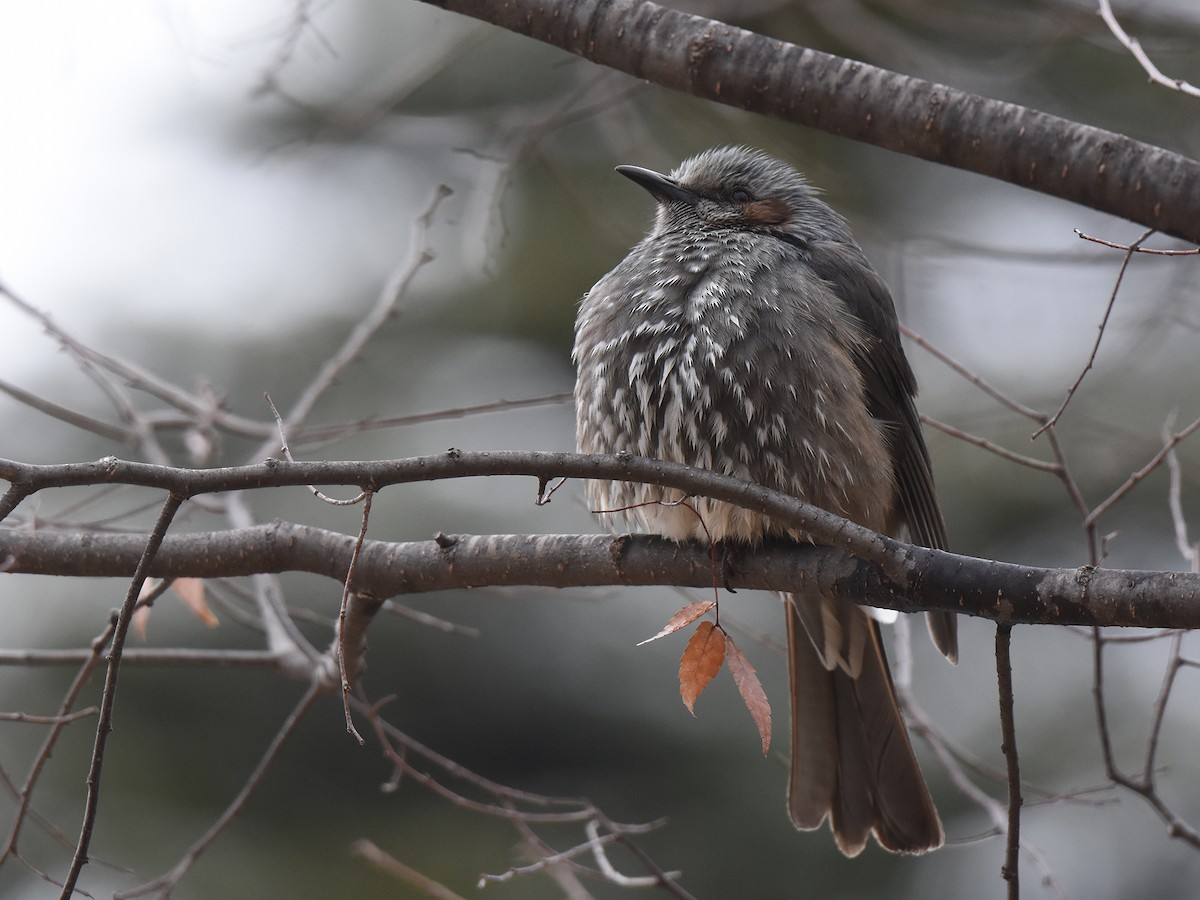 Brown-eared Bulbul - Yojiro Nagai