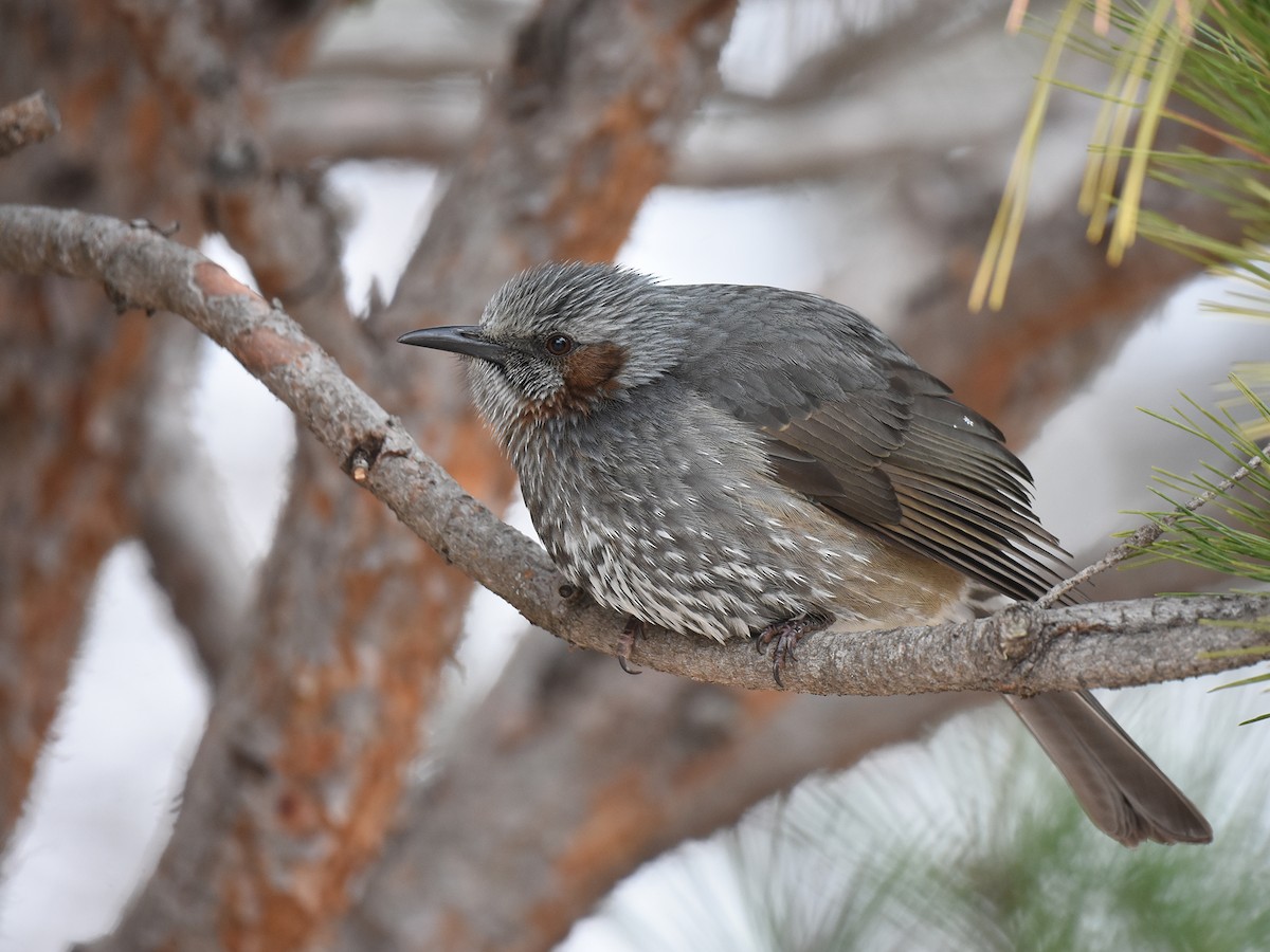 Brown-eared Bulbul - Yojiro Nagai