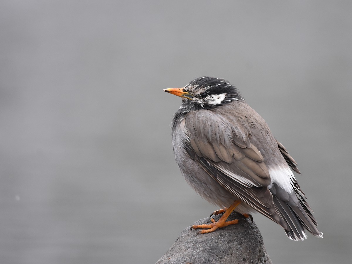 White-cheeked Starling - Yojiro Nagai