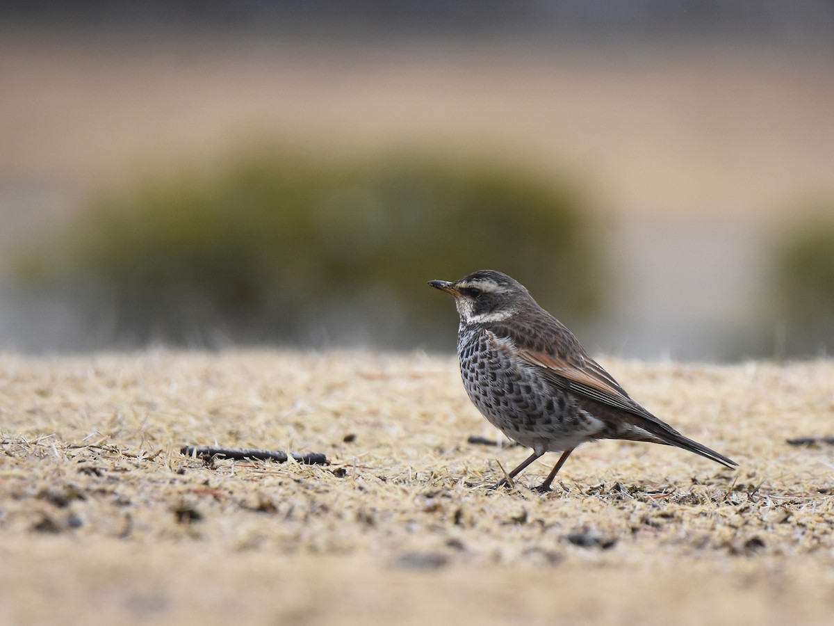 Dusky Thrush - ML615456383