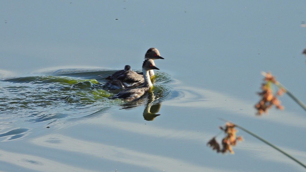 Silvery Grebe - ML615456384